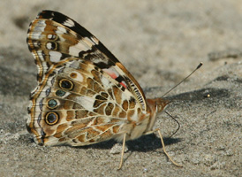 Painted Lady